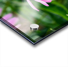 Wings of Purpose Petals of Peace: Coneflower Moment Acrylic print