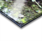 Nature’s Little Lanterns: A Hidden Symphony of Light and Green Acrylic print