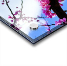 IMG 1704 Acrylic print