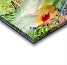 IMG 1613 Acrylic print