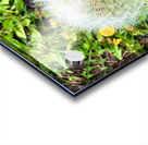 IMG 1757 Acrylic print