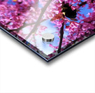 IMG 1659 Acrylic print