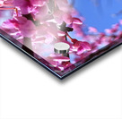 IMG 1648 Acrylic print