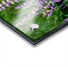 Towers of Lavender Acrylic print