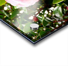 Blooms of Joy 1 Acrylic print