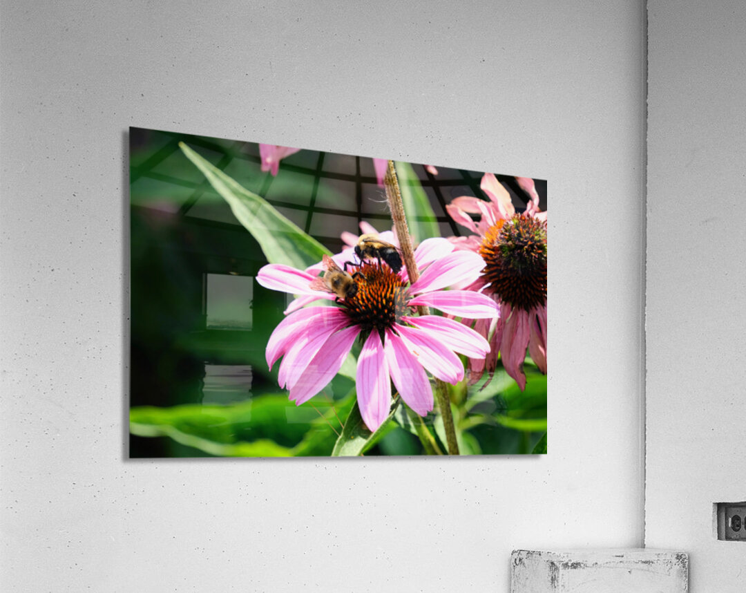 Duo at Dawn: Bees on the Coneflower’s Crown Acrylic Print