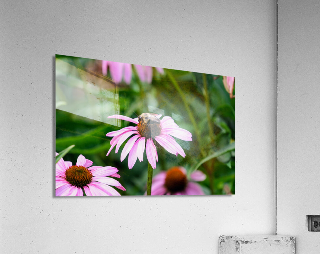 Wings of Purpose Petals of Peace: Coneflower Moment Acrylic Print