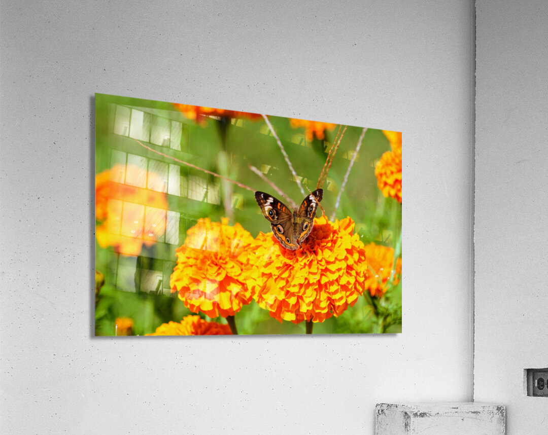 Buckeye Butterfly on Marigold: The Secret Life of Wings and Petals Acrylic Print