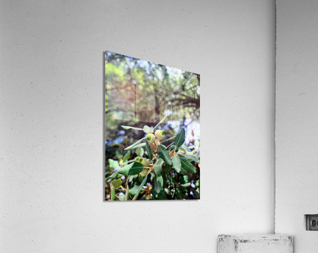 Nature’s Little Lanterns: A Hidden Symphony of Light and Green Acrylic Print