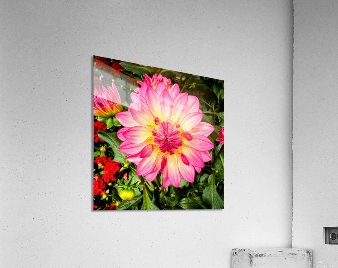 Petal Prism: Nature’s Geometry Acrylic Print