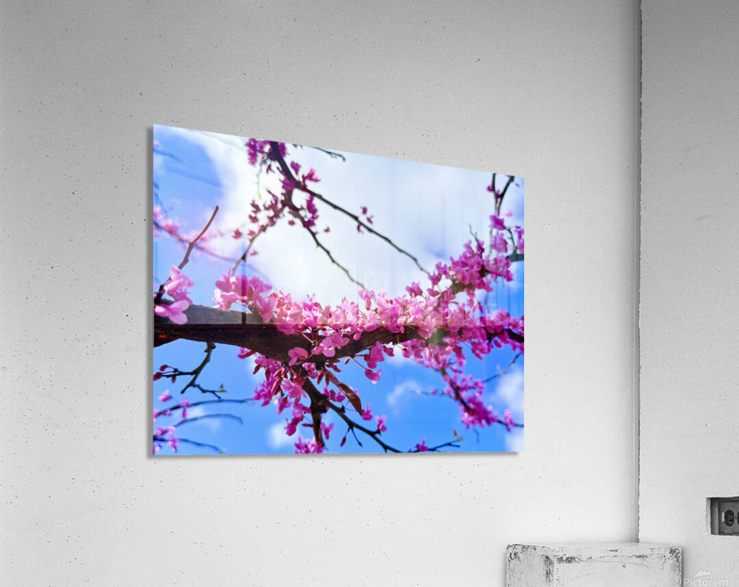 IMG 1704 Acrylic Print