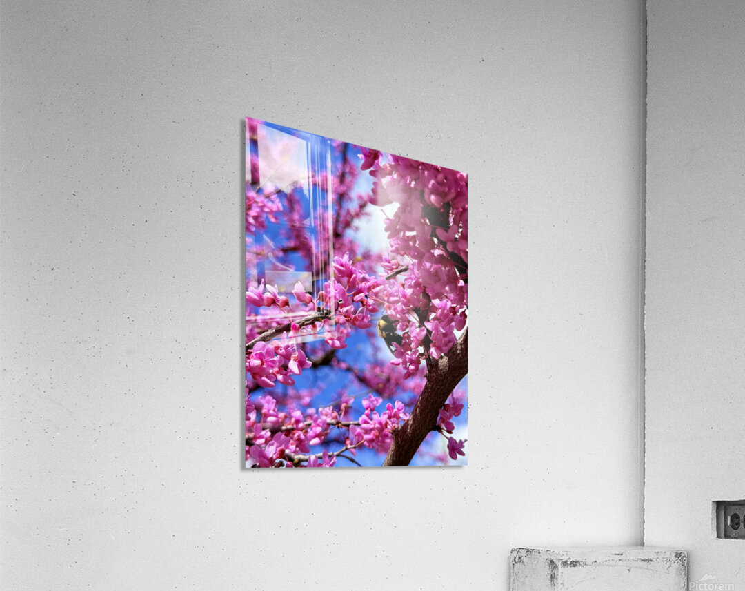 IMG 1577 Acrylic Print