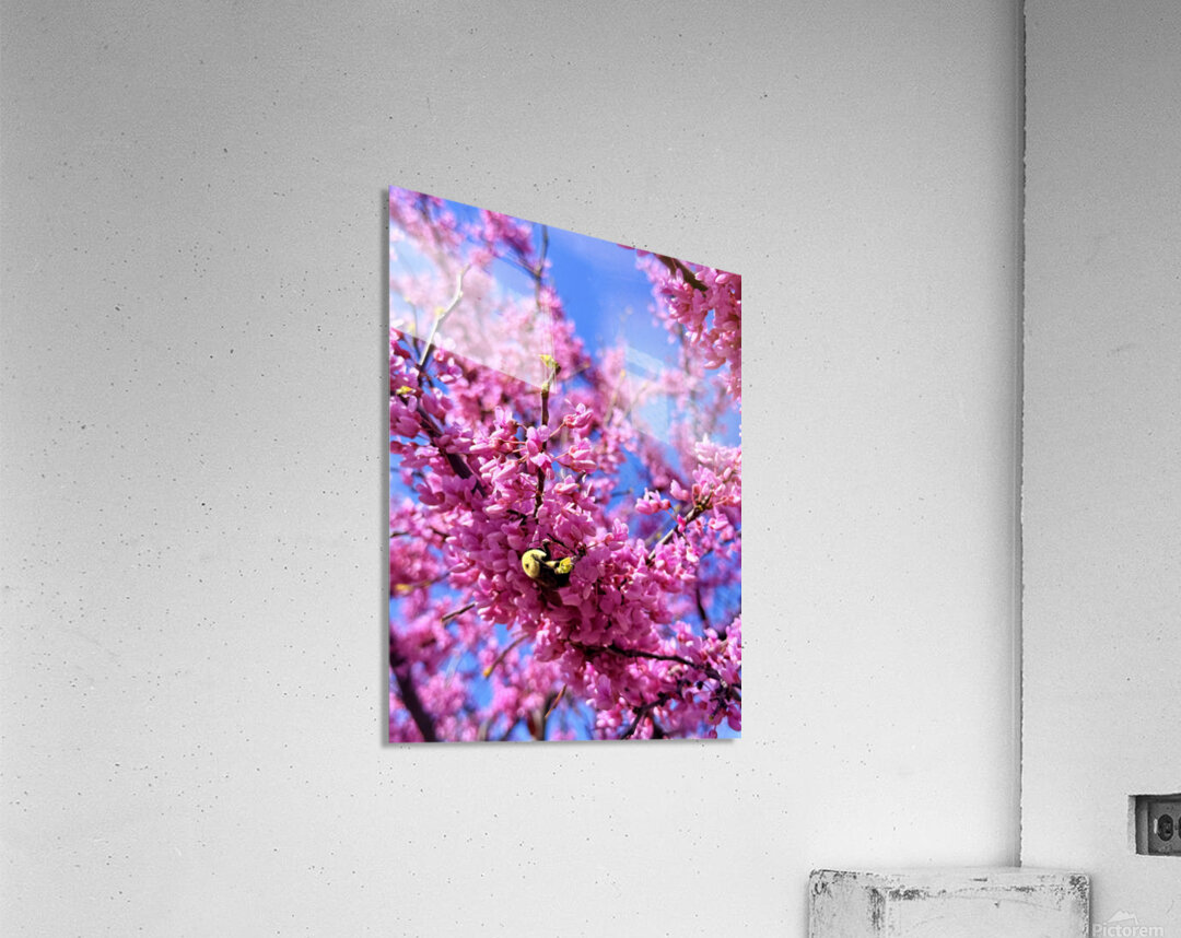 IMG 1620 Acrylic Print