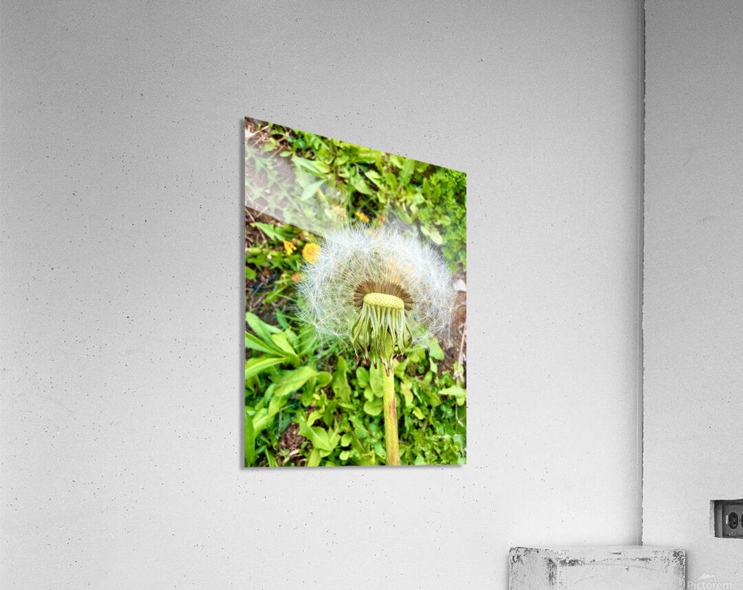 IMG 1757 Acrylic Print