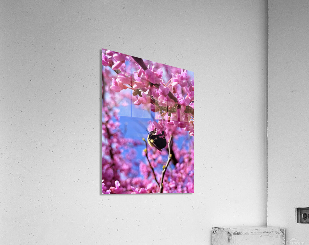 IMG 1648 Acrylic Print