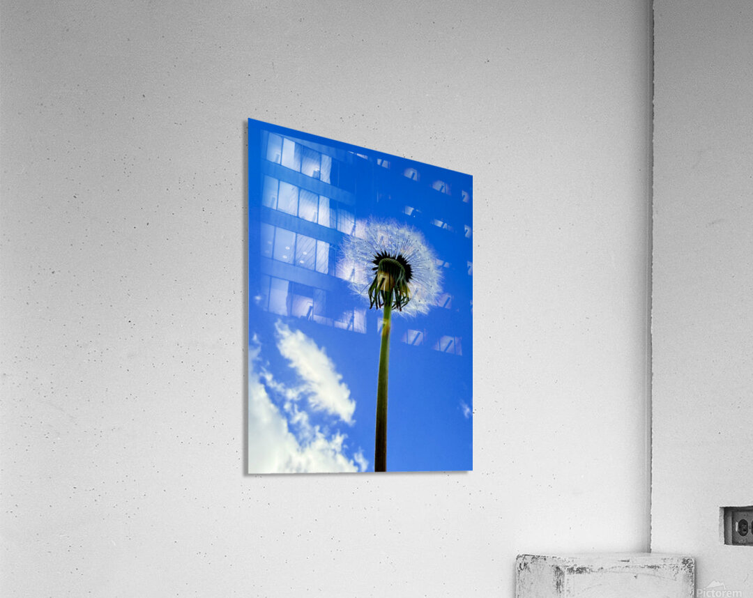 IMG 1764 Acrylic Print