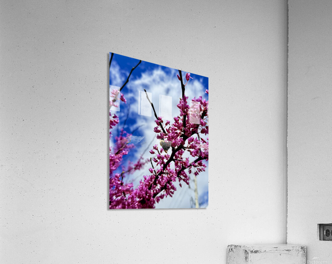 IMG 1550 Acrylic Print