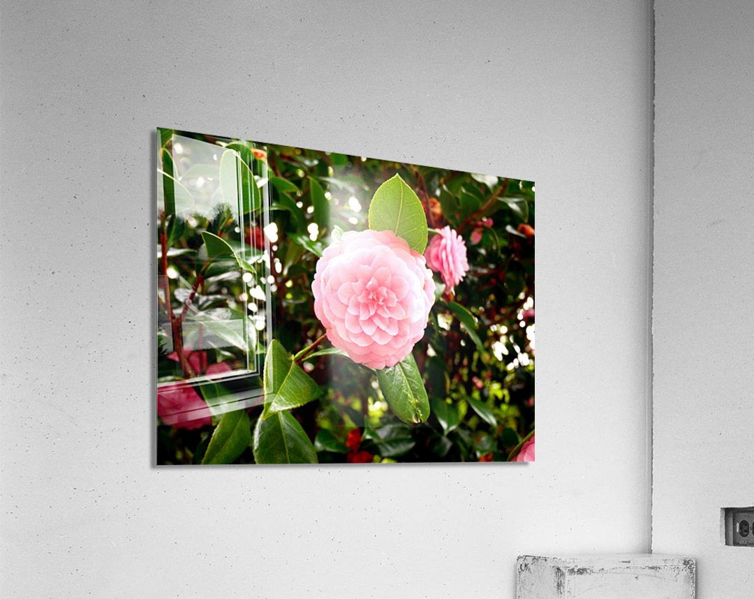 Blooms of Joy 1 Acrylic Print