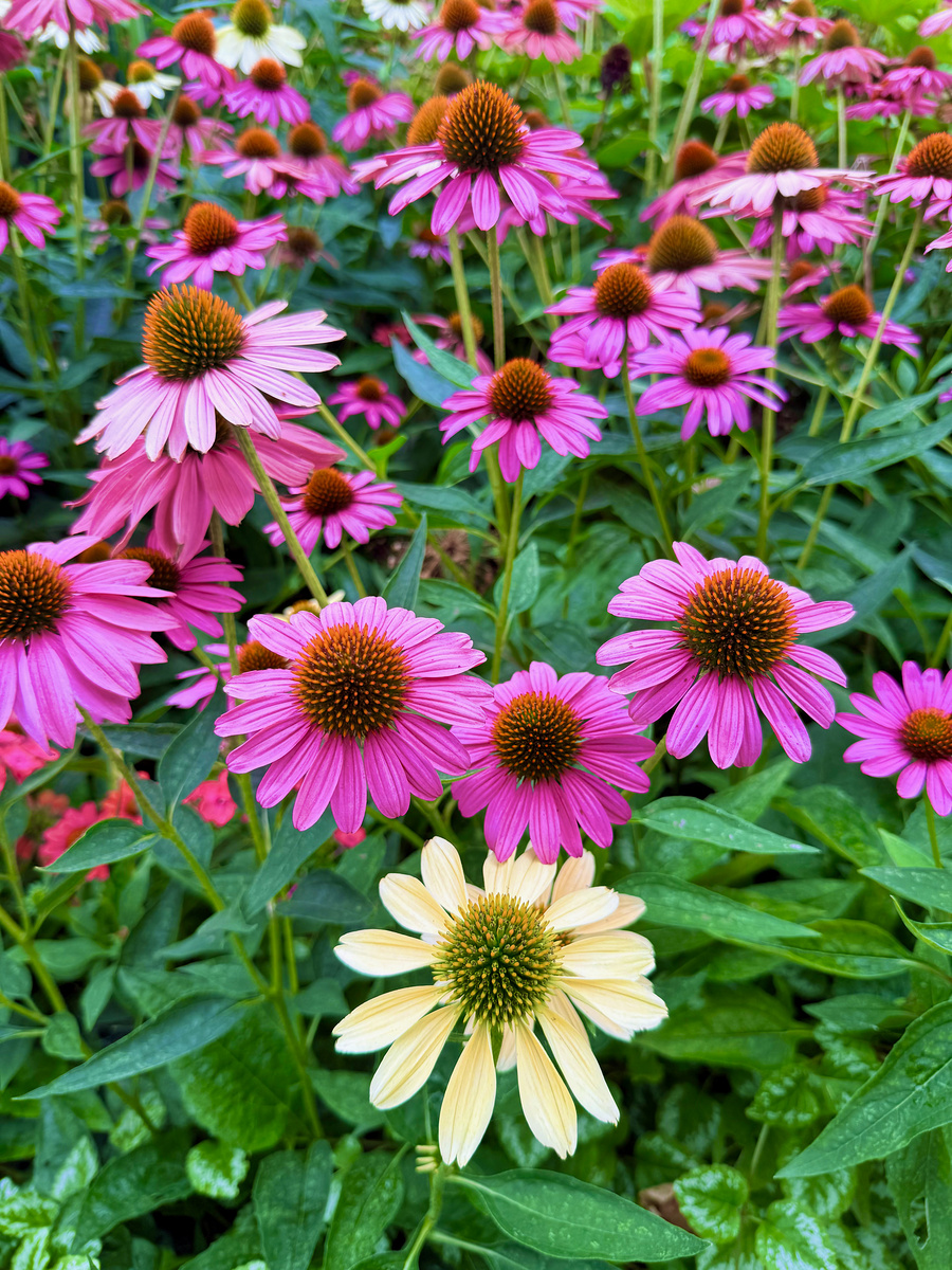 Impression de cadre personnalisé
