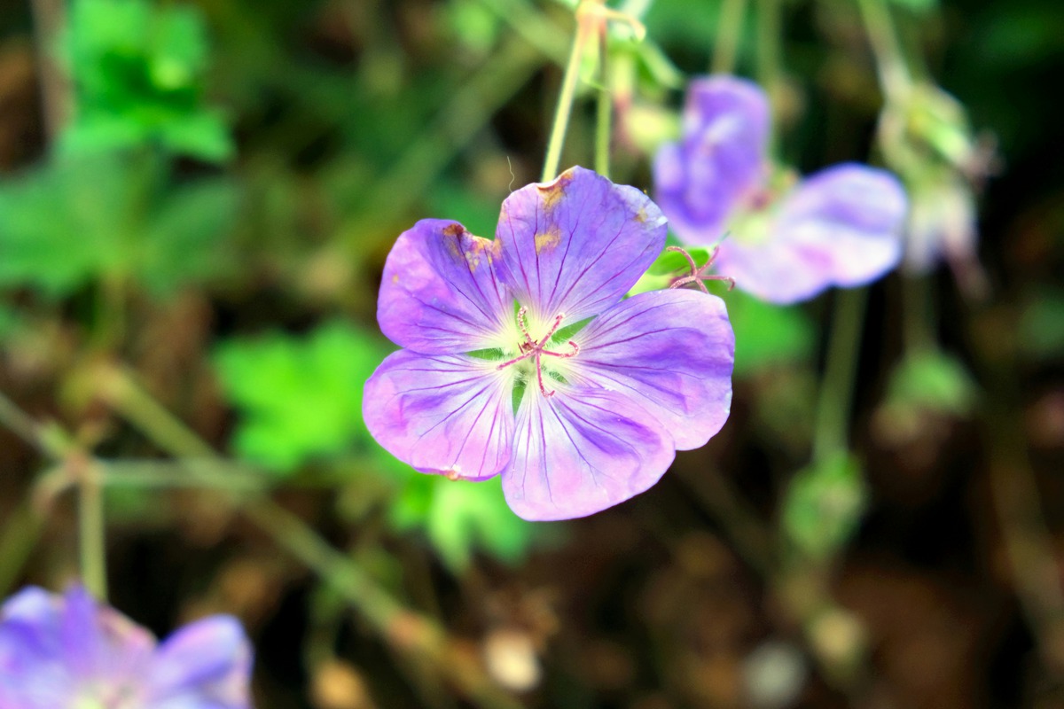 Impression de cadre personnalisé