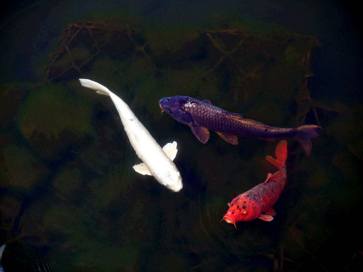 Impression de cadre personnalisé