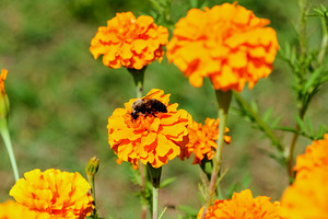 Bright Labors: Beneath the Fire of Petals