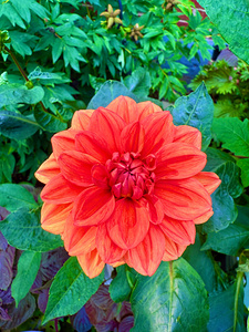 Dahlia Inferna: The Flame That Blossoms