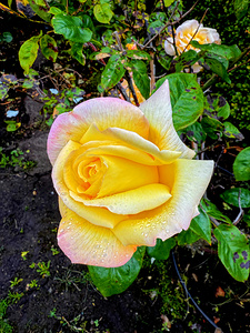 Yellow Rose: Velvet Helix