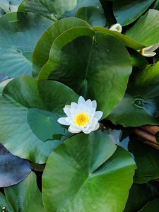 Blooms of Joy: Silence Speaks in Petals