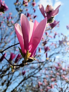 Pink Petals in Warm Light