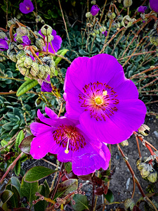 Rock Purslane: Pulse of the Desert Bloom