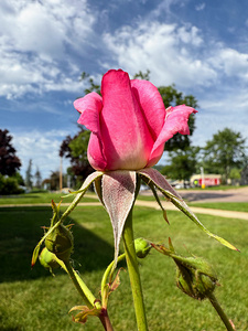 Unspoken Flame of the Garden’s Soul