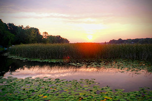 Over Lilyglass Waters: A Dawn Reawakens