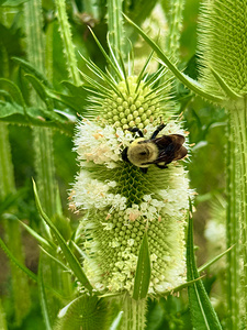 Teasel Crownwork