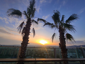 Palms Over the Skyline