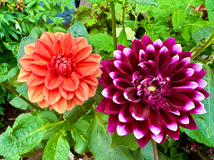 Harmony Blooms: When Opposites Flower Together