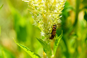 The Daylight Firefly: Guardian of the Green Flame