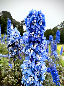 Blue Spire in Bloomstorm: Larkspur