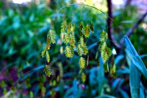 Silent Green Wind Chimes 2