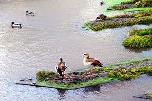 In Living Color Ducks