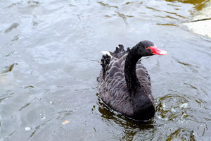 A Black Swan Moment 