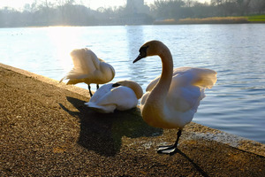 Swan Yoga Morning Stretch 3