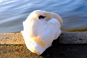 Wake Me Up Later Snoozing Swan 