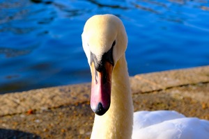 Swan Face 3