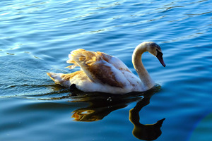 Baby Swan Cygnet