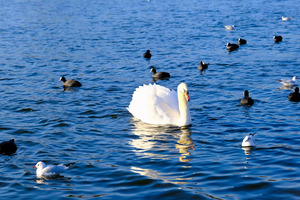 Grace in the Blue: A Swan Among Friends