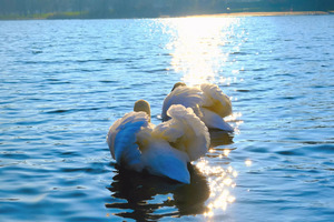 Behind Wings of Love 2B