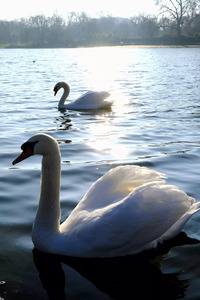 Wings of Love Pair 1B