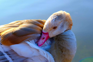 Got My Eye On You Duck