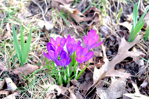 Crocus Revival